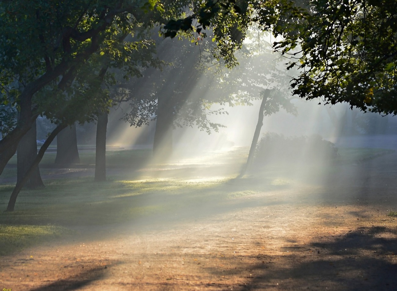Soft morning light across a tree-lined path suitable for a mindful walk